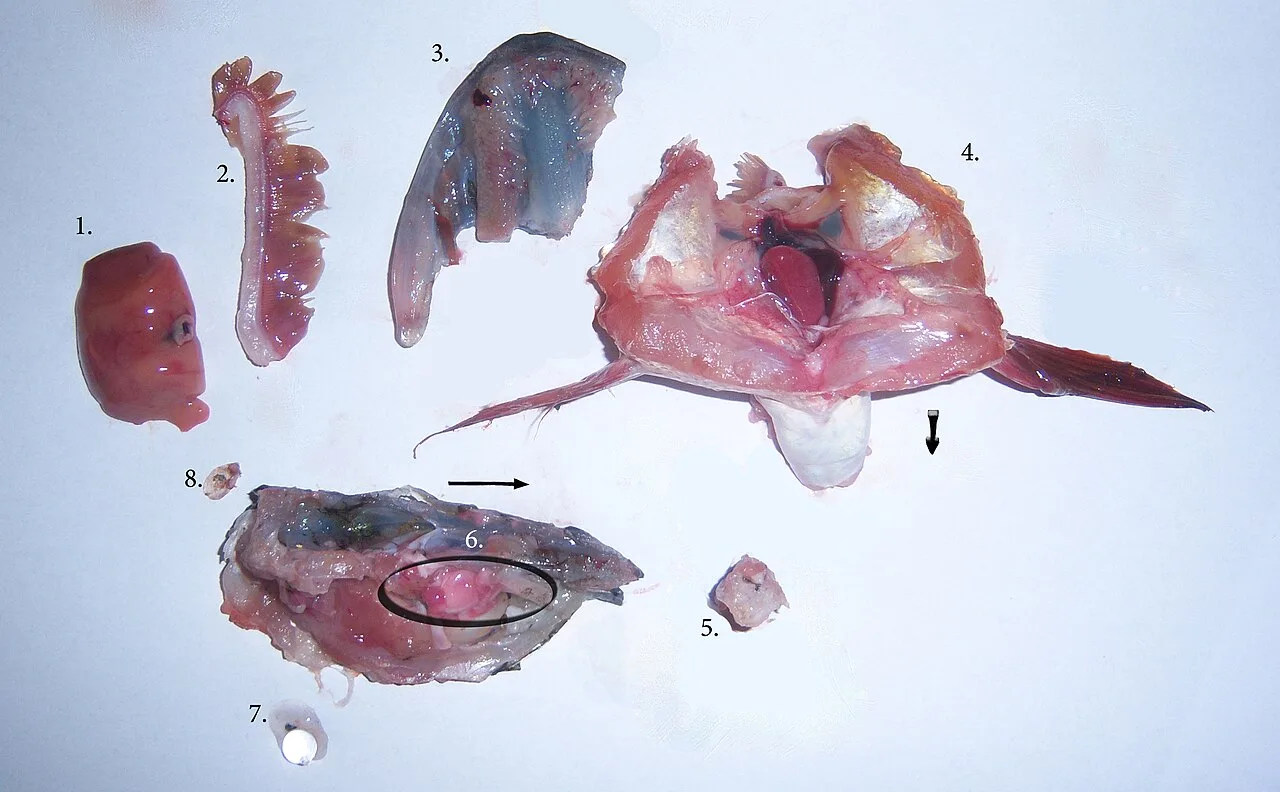 Parts of a pike including the head. 1: liver, 2: gill arch, 3: palate with sharp teeth, 4: in the middle a heart, 5: fragment of spinal cord, 6: brain, 7: spherical lens, 8: scale