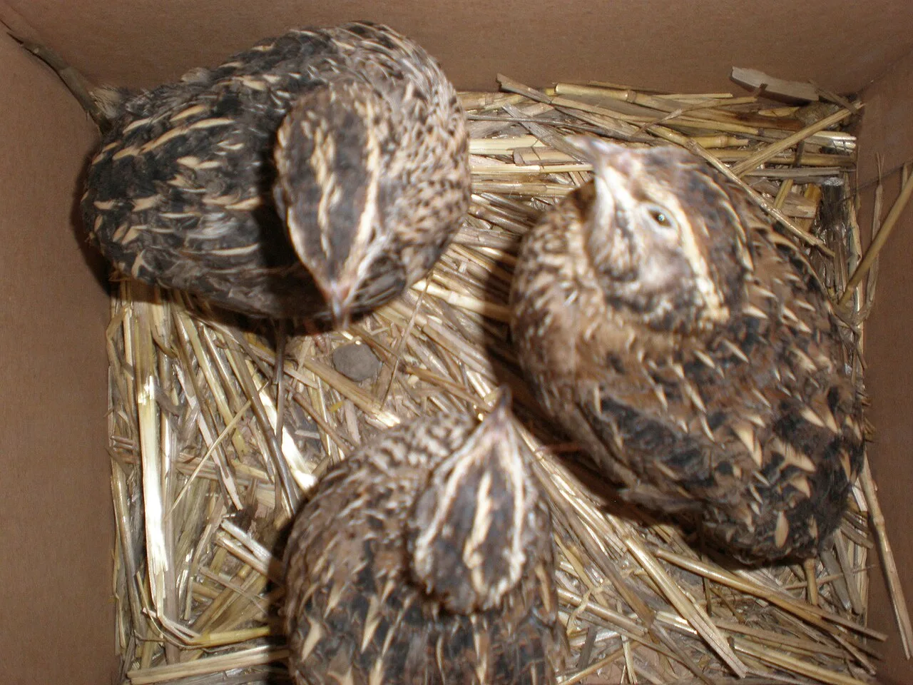 3 Japanese quails less than 1 year old