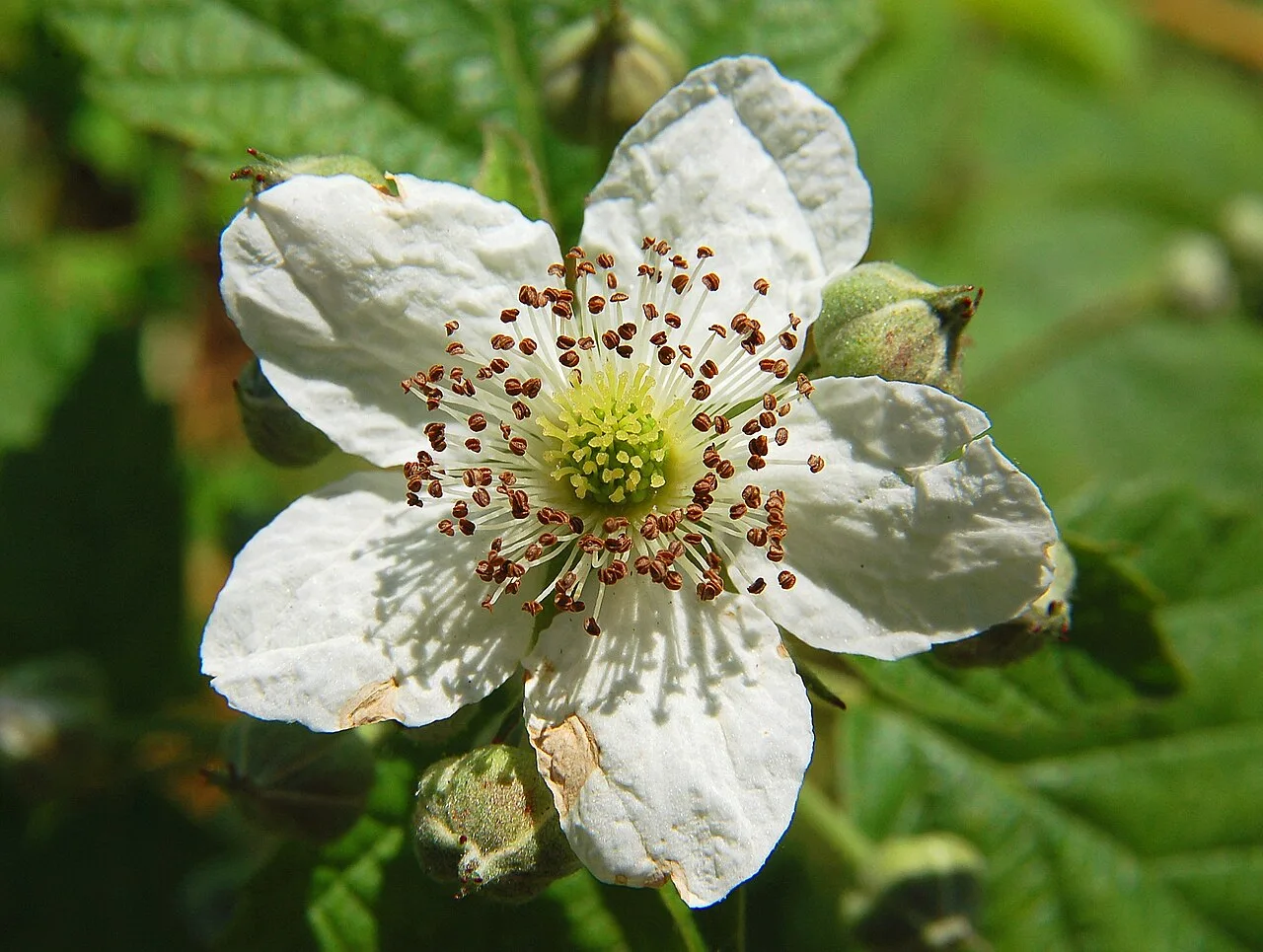 Rubus fruticosus Luc Viatour