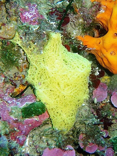 Clathrina clathrus, bir asconoid kalkerli süngeri