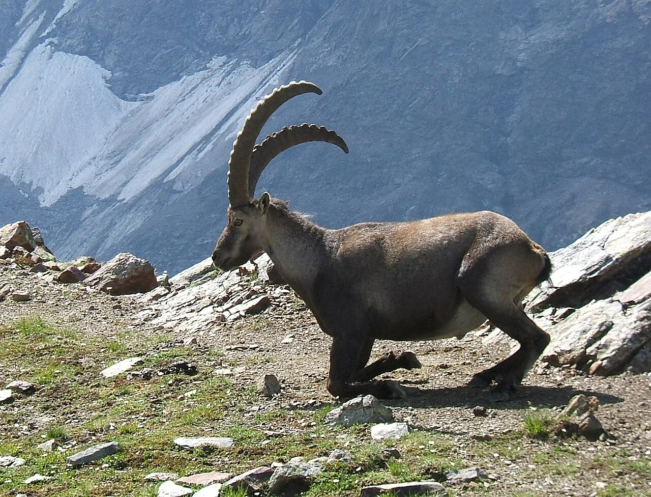 SteinbockGabinten
