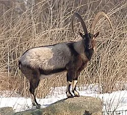 Bezoarziege