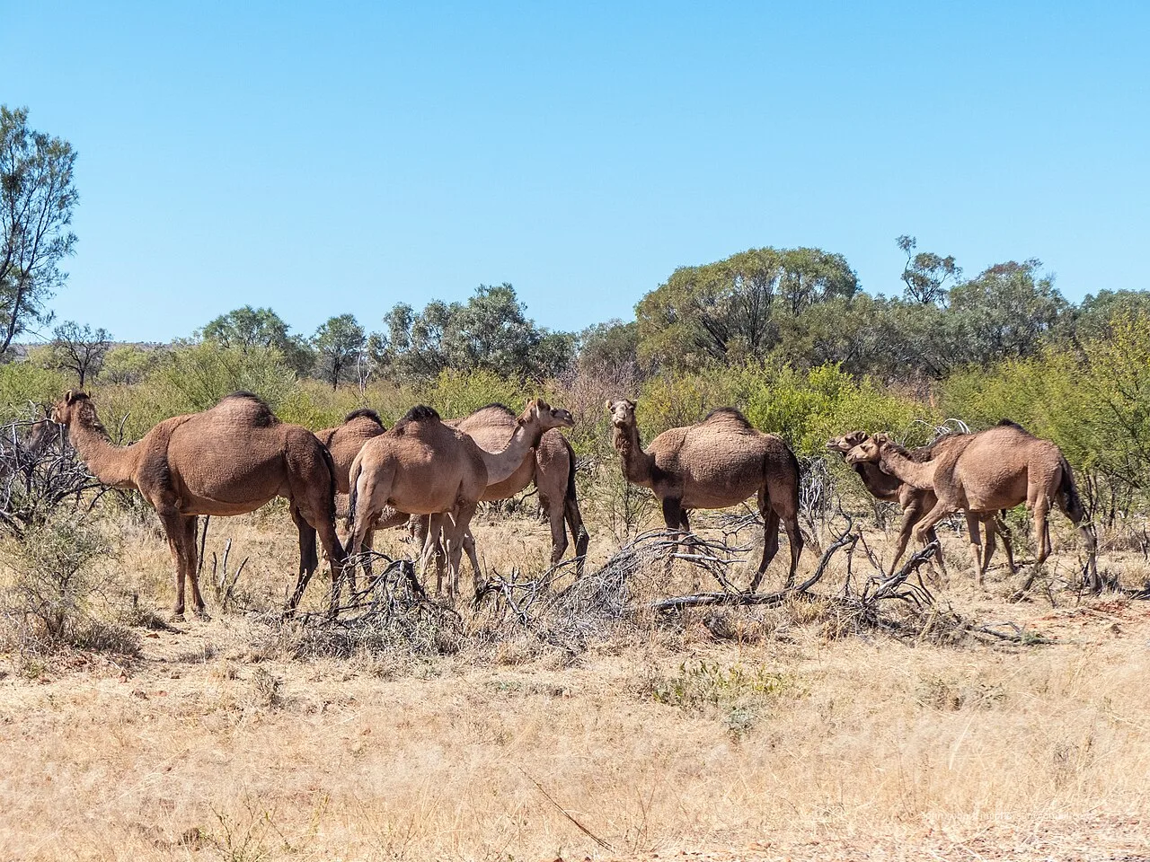 Feral camels in central Australia. Camels were introduced to Australia during the 19th century and subsequently established a free-ranging population in the country's arid interior.