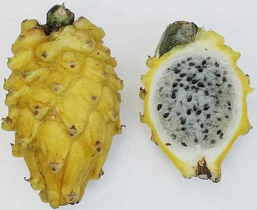 Sarı pitaya (Hylocereus megalanthus)
