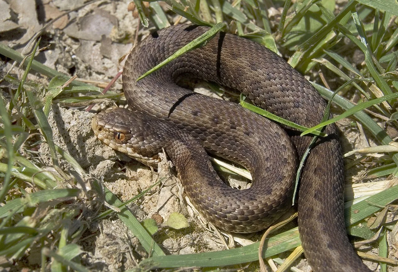 Vipera seoanei 06