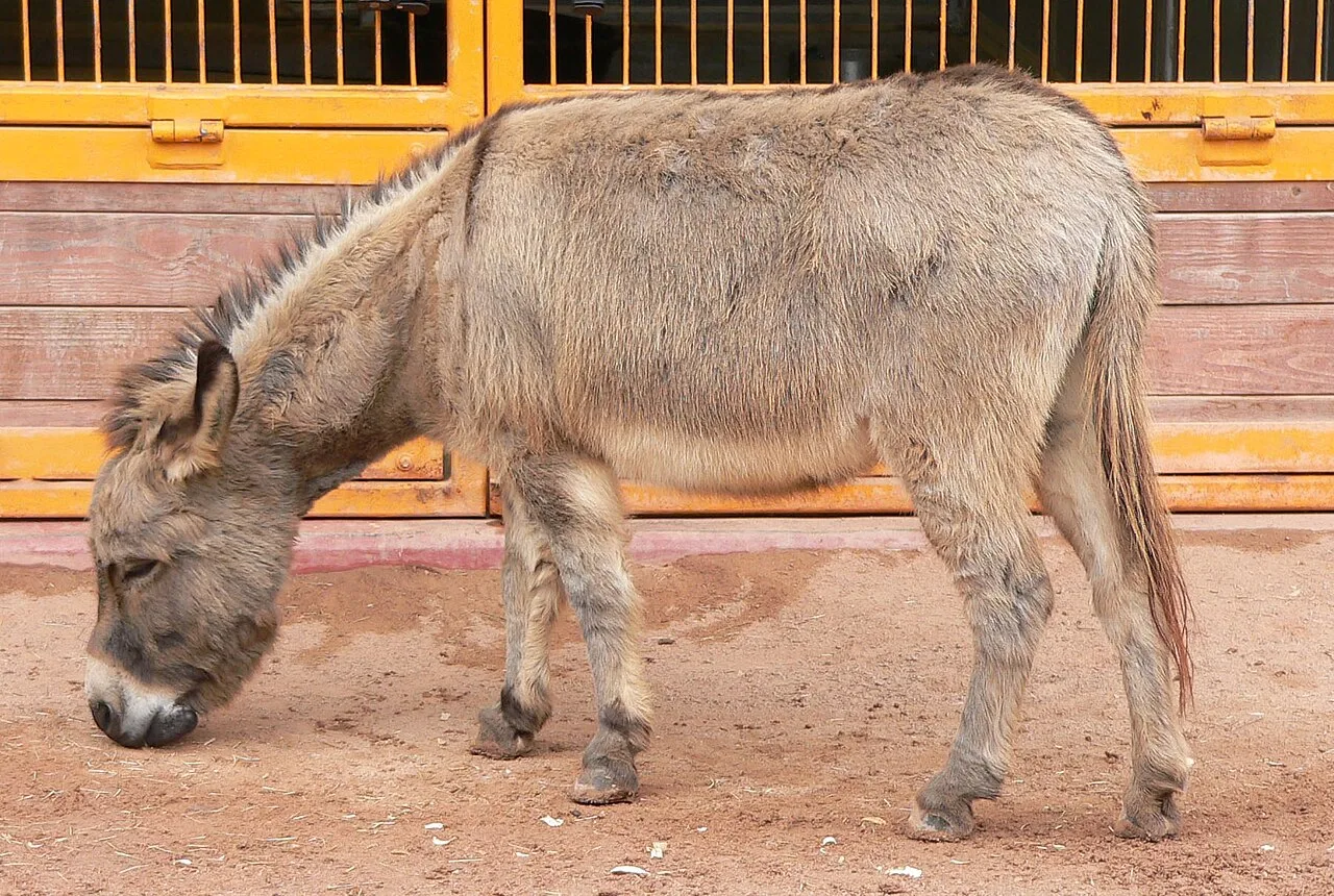 Donkey (Equus asinus) at Disney's Animal Kingdom (16-01-2005)