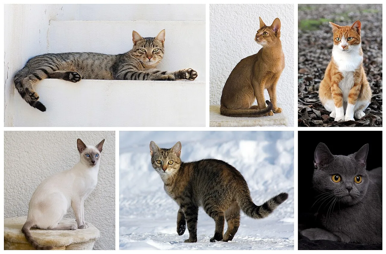 Cat poster 1