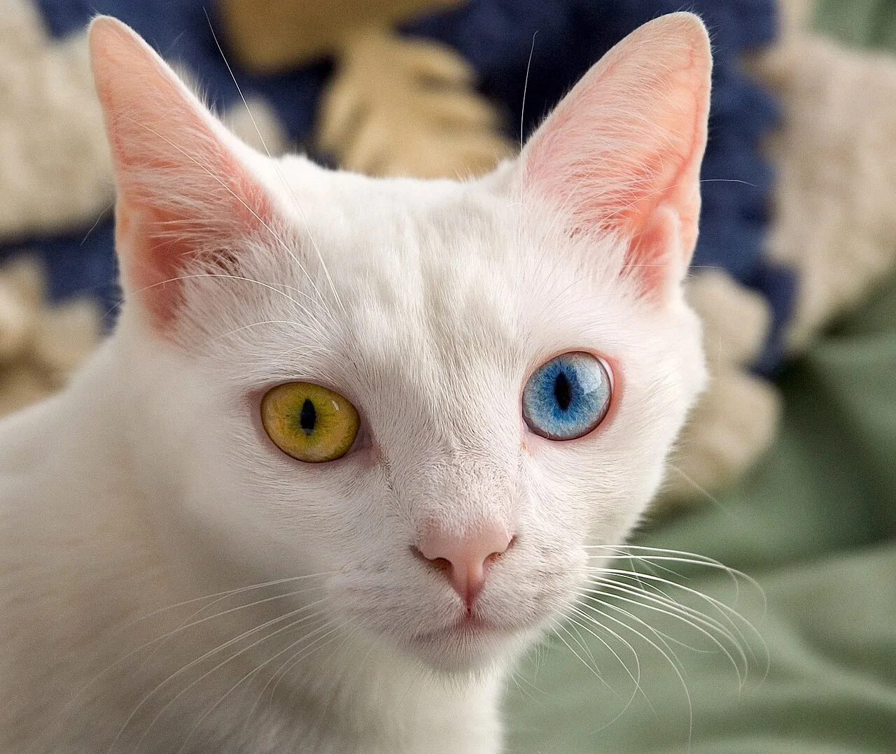 Gözlerinden biri sarı diğeri mavi olan tam heterokromiye sahip beyaz bir kedi.