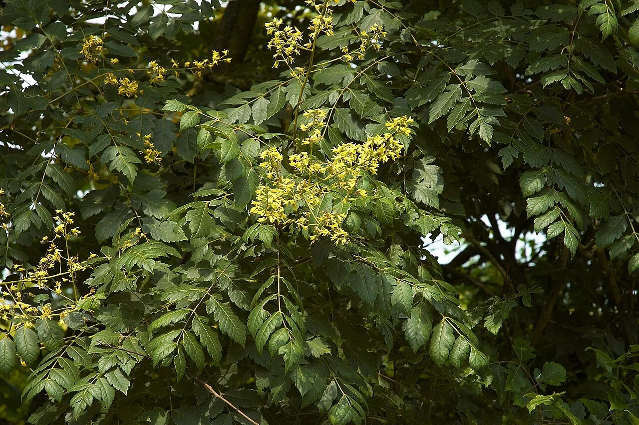 Koelreuteria paniculata D