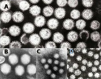 Gastroenteritis viruses