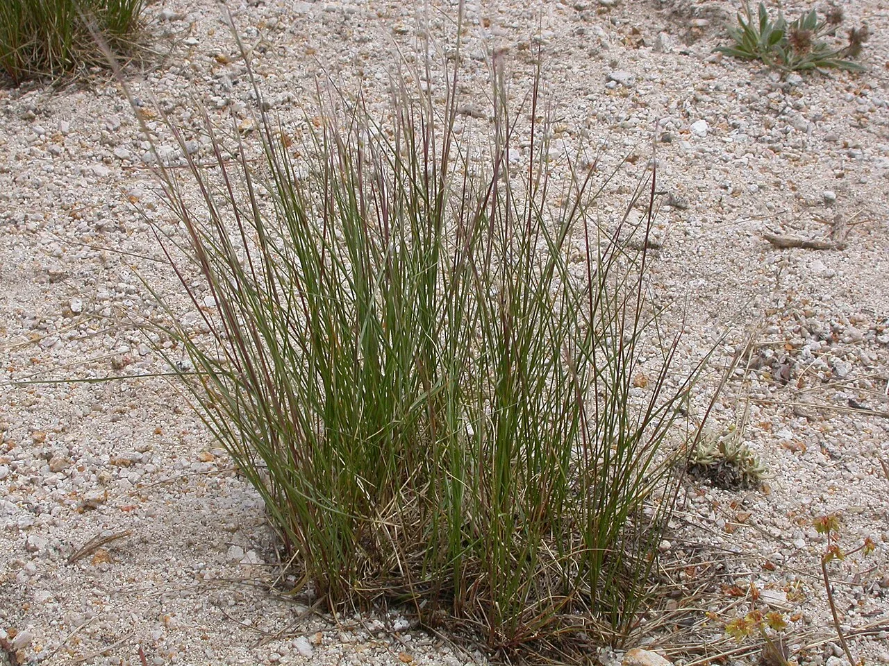 Stipa occidentalis (3808387089)
