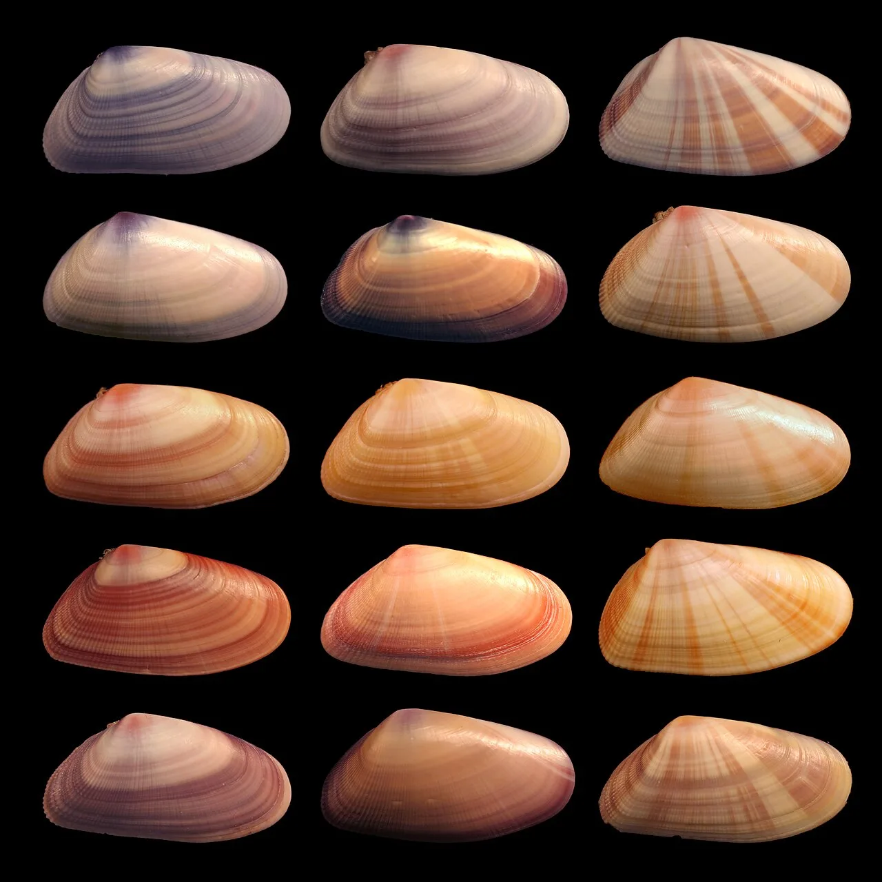 Yumuşakçalar türünün (Donax variabilis) üyeleri, farklı renkleri ve motifleri içeren fenotiplere sahip olabilirler.