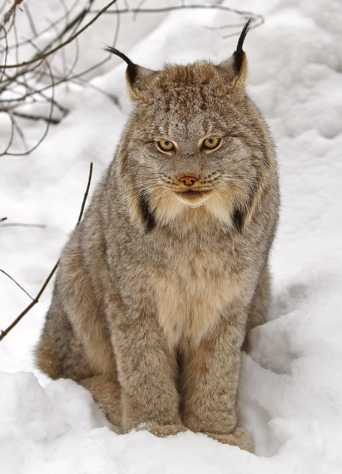 Canada lynx by Michael Zahra (cropped)
