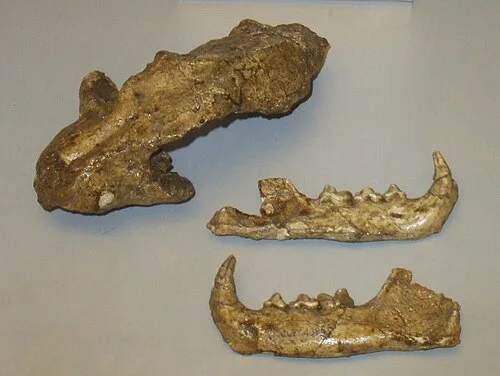Fossils of the Issoire lynx (L. issiodorensis), which is thought to be the ancestor of the four modern Lynx species