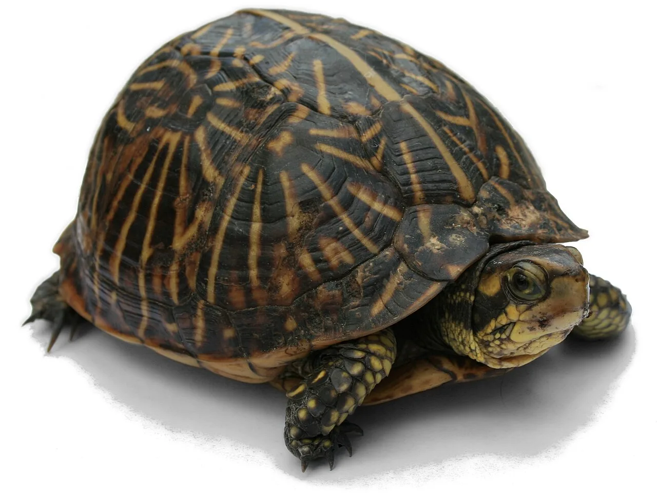 Bir kaplumbağa (Terrapene carolina bauri)