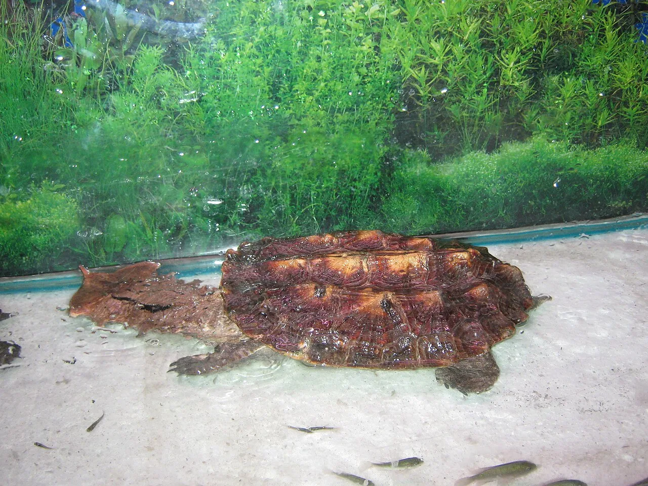 Matamata (Chelus fimbriatus)