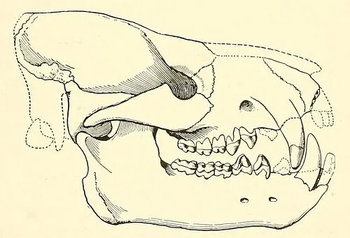 Achaenodon robustus