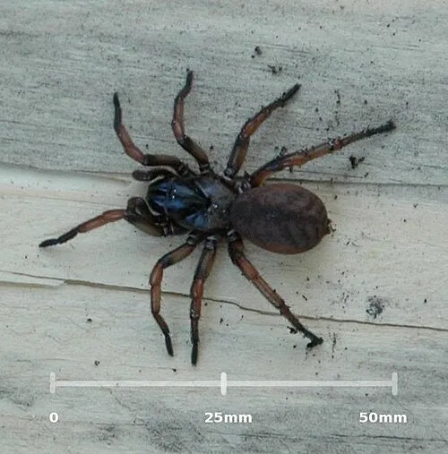 MelbourneTrapdoorSpider-scale