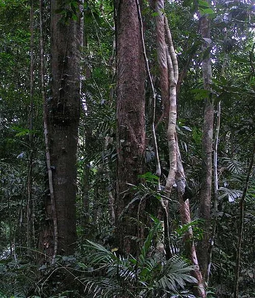 The Daintree Rainforest in Queensland, Australia