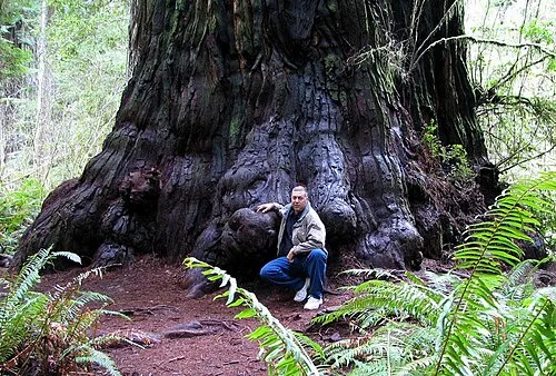 Redwood tree in northern California forest, where many trees are managed for preservation and longevity