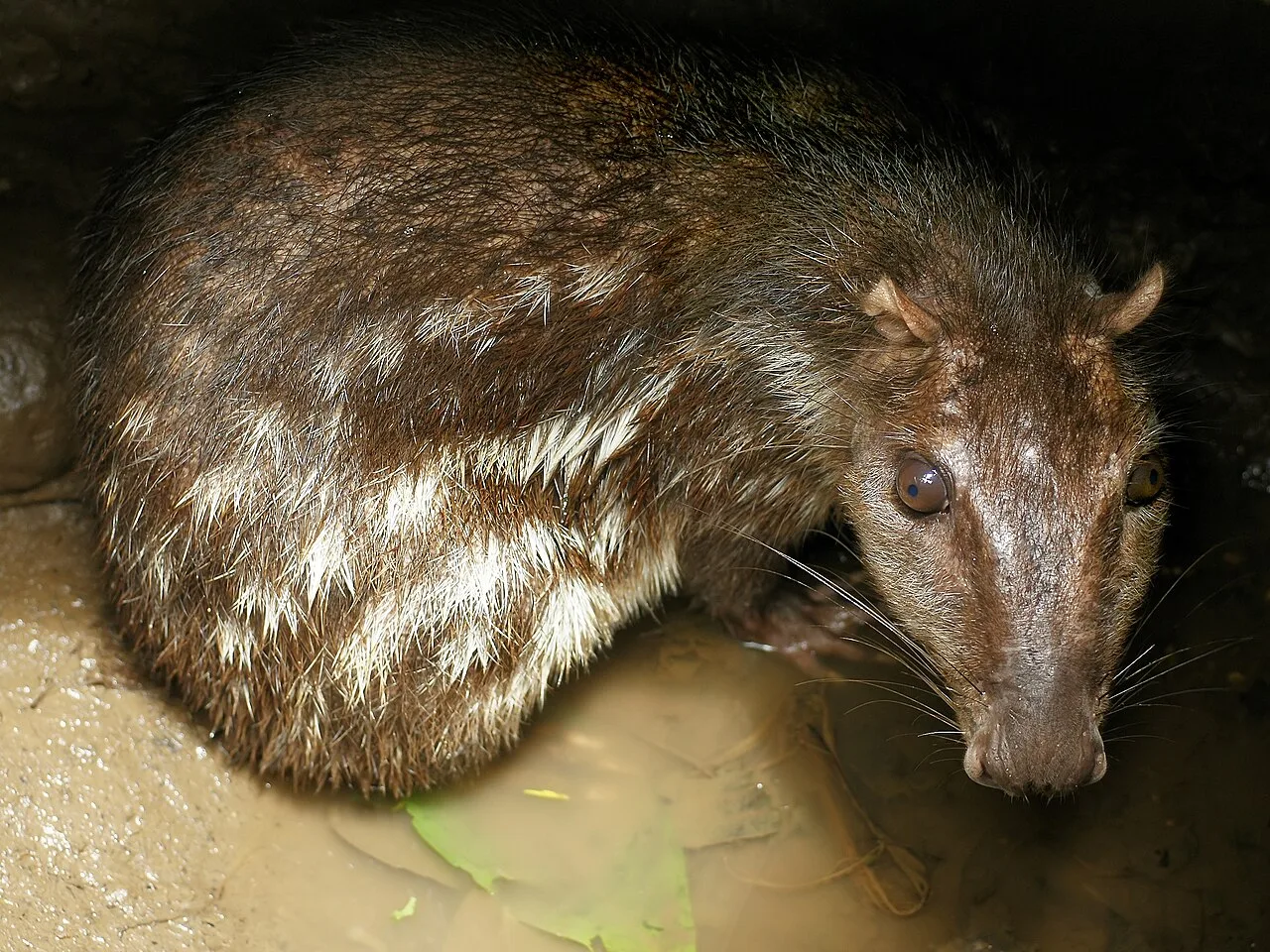 Paca the South American rodent species that has shared features with the African chevrotain due to convergent evolution.