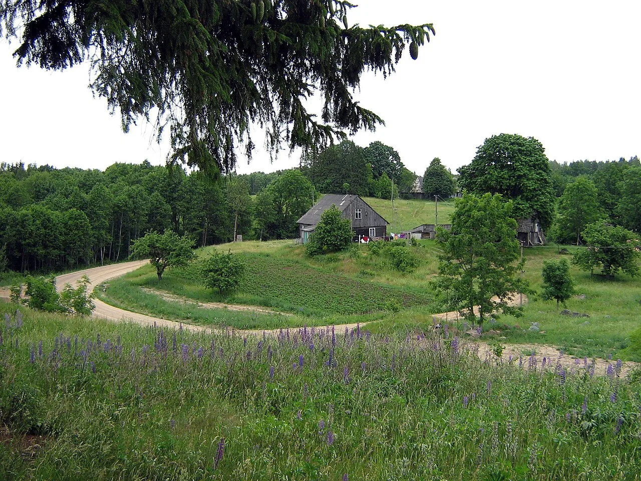 Mikytu kaimo gamtovaizdis.2007-06-15