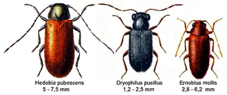 AnobiidaeSpec